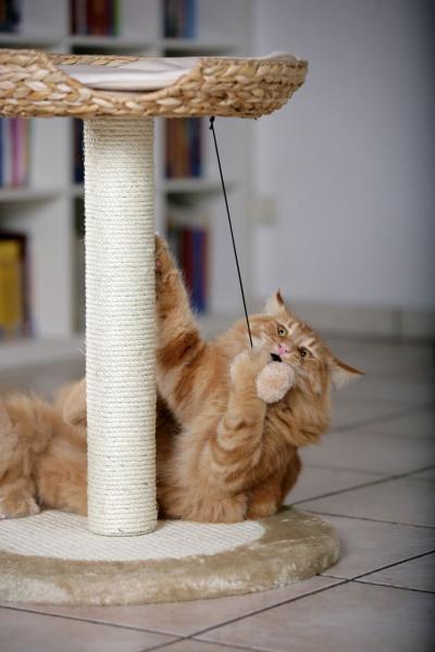 Karlie Katzenkratzbaum Banana Leaf I - Katzenbett und Kratzstamm